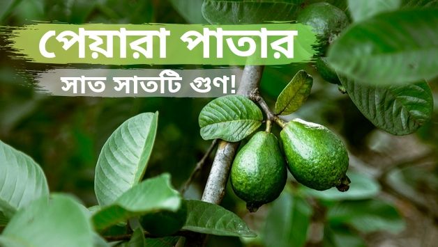 শুধু পেয়ারা নয়, পেয়ারা পাতারও আছে সাত সাতটি গুণ!